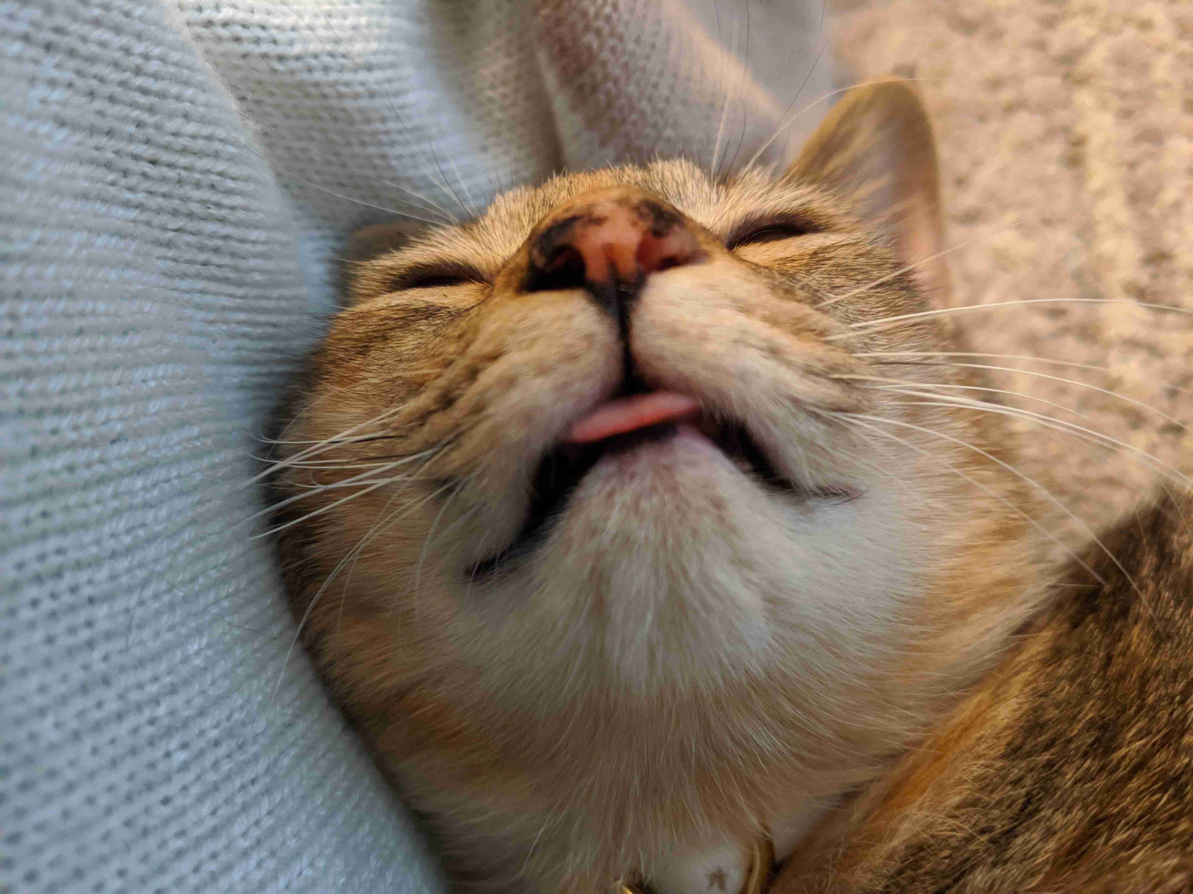 あざとい猫と寝顔ひどい猫を交互になってなくて良いから貼るトピ🐾part2