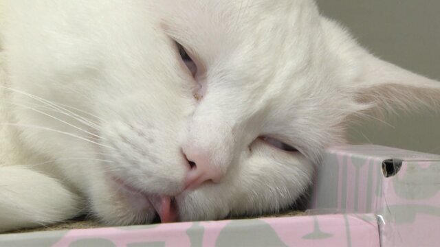 あざとい猫と寝顔ひどい猫を交互になってなくて良いから貼るトピ🐾part2