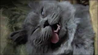 あざとい猫と寝顔ひどい猫を交互になってなくて良いから貼るトピ🐾part2
