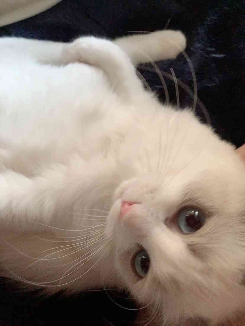 あざとい猫と寝顔ひどい猫を交互になってなくて良いから貼るトピ🐾part2