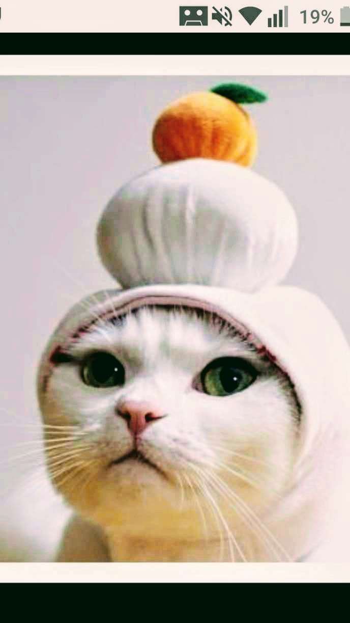 あざとい猫と寝顔ひどい猫を交互になってなくて良いから貼るトピ🐾part2