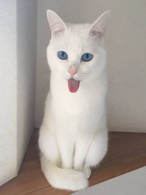 あざとい猫と寝顔ひどい猫を交互になってなくて良いから貼るトピ🐾part2