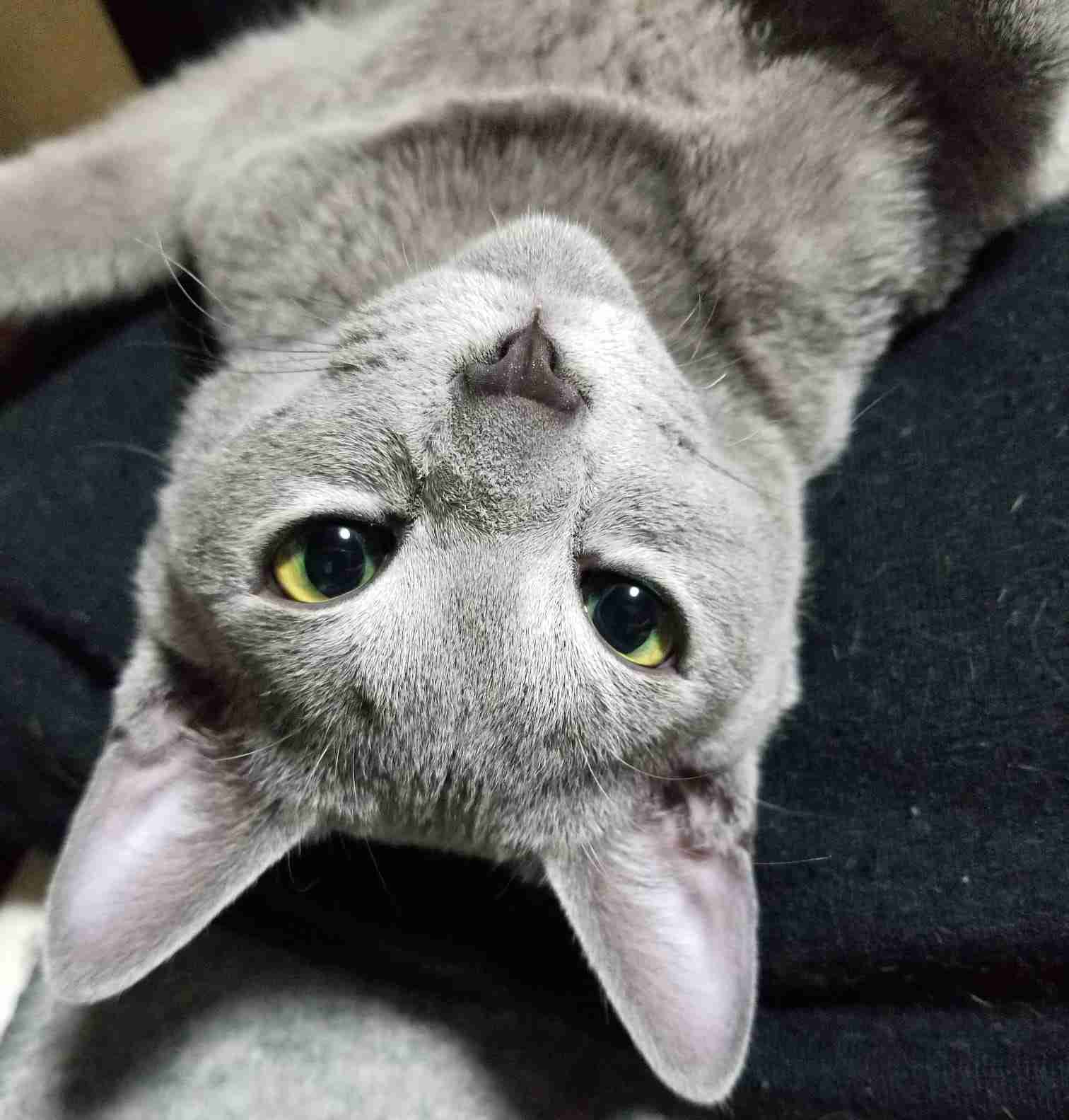 あざとい猫と寝顔ひどい猫を交互になってなくて良いから貼るトピ🐾part2