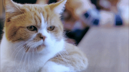 あざとい猫と寝顔ひどい猫を交互になってなくて良いから貼るトピ🐾part2