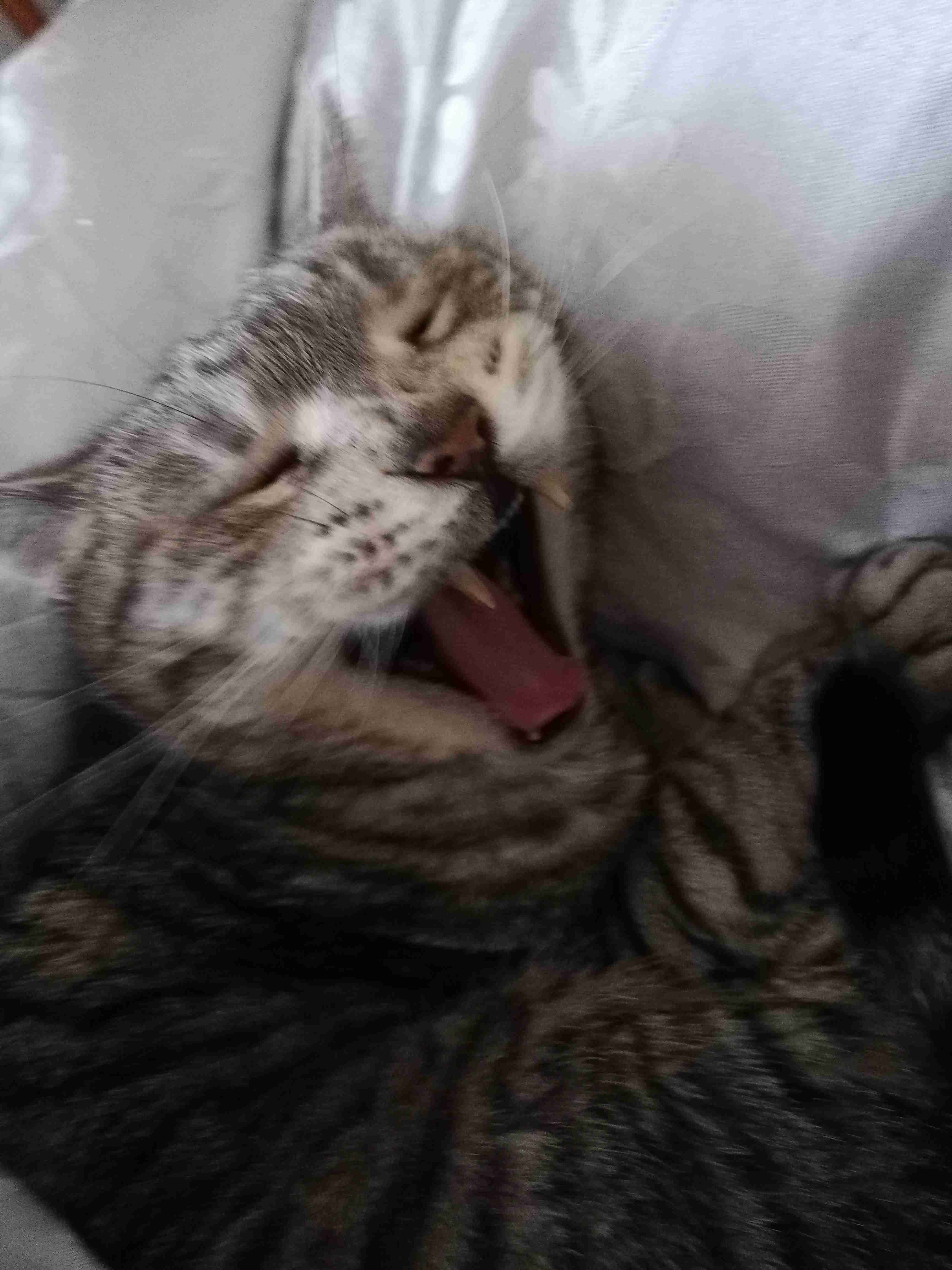 あざとい猫と寝顔ひどい猫を交互になってなくて良いから貼るトピ🐾part2
