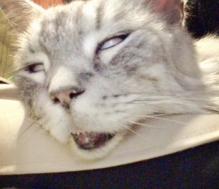あざとい猫と寝顔ひどい猫を交互になってなくて良いから貼るトピ🐾part2