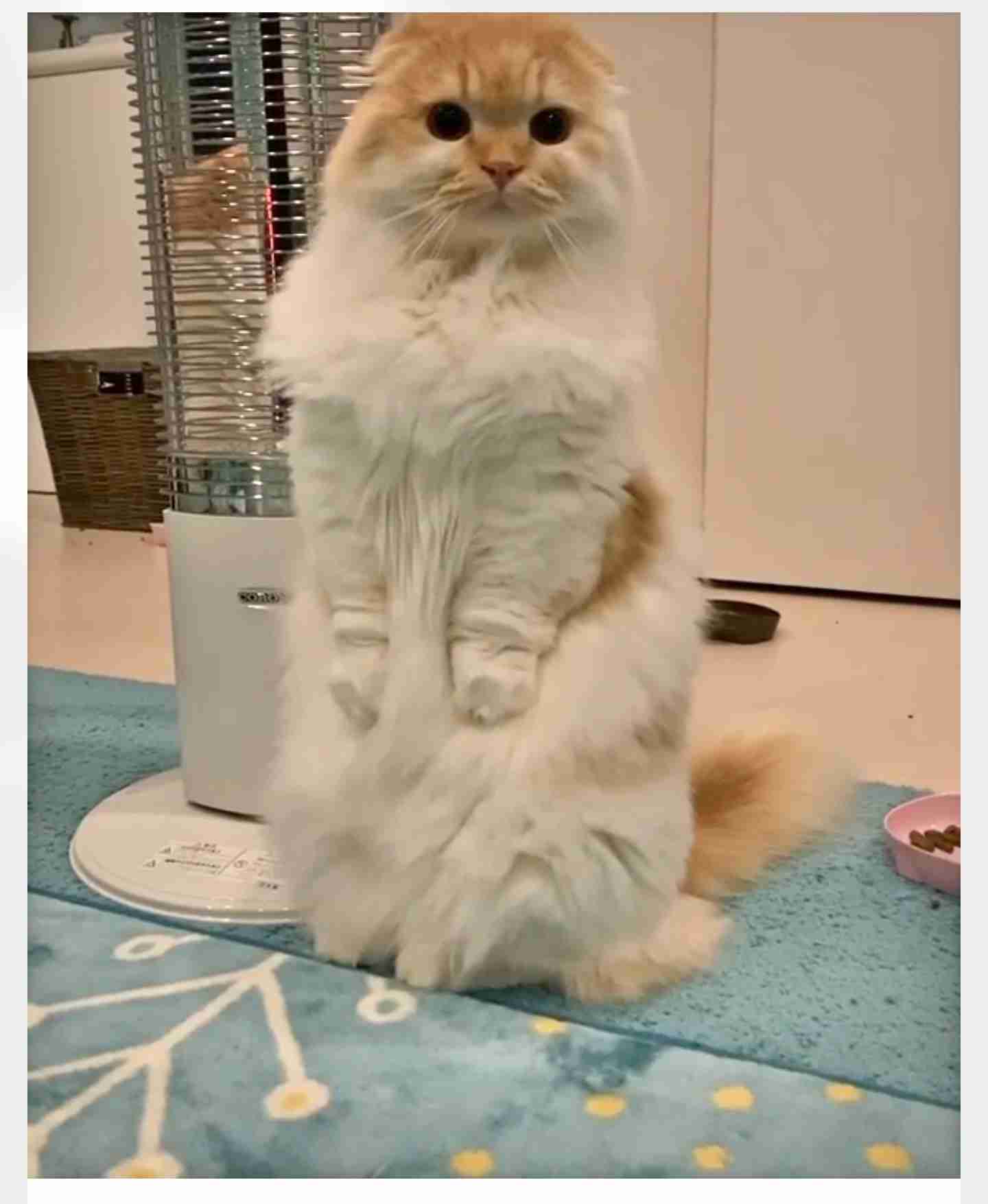 あざとい猫と寝顔ひどい猫を交互になってなくて良いから貼るトピ🐾part2