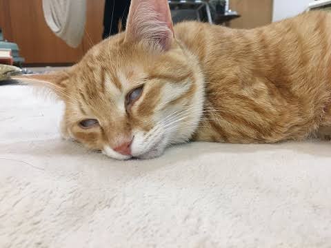 あざとい猫と寝顔ひどい猫を交互になってなくて良いから貼るトピ🐾part2