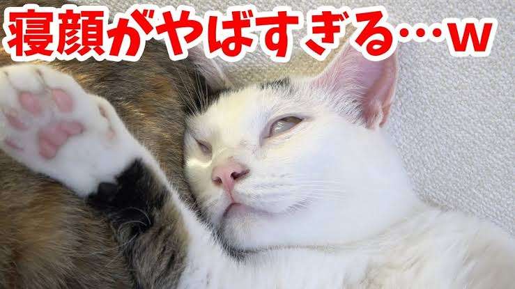 あざとい猫と寝顔ひどい猫を交互になってなくて良いから貼るトピ🐾part2