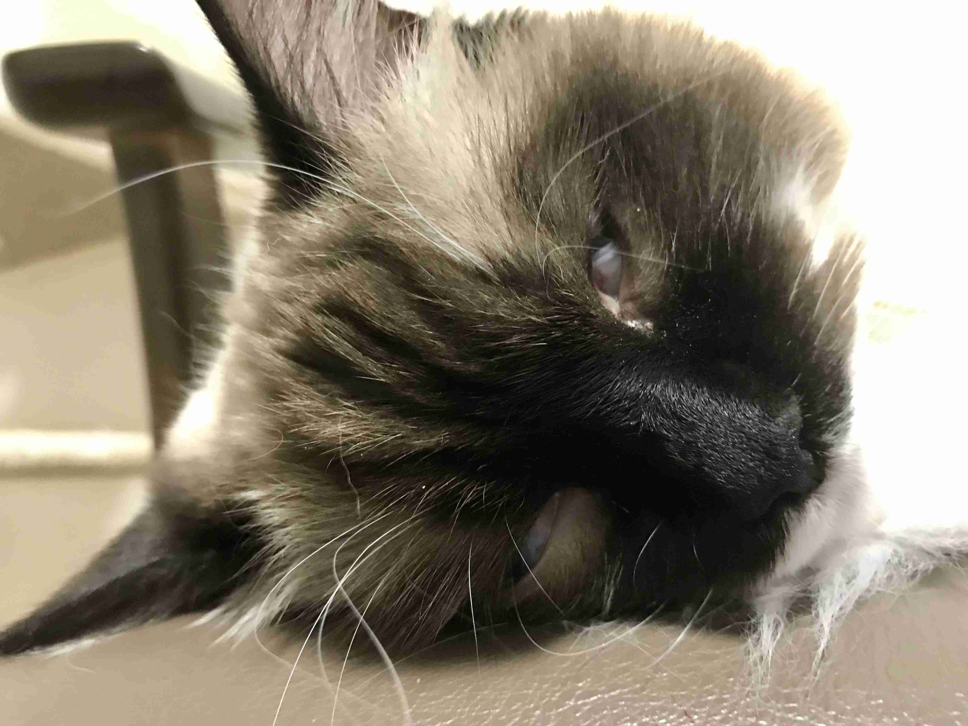 あざとい猫と寝顔ひどい猫を交互になってなくて良いから貼るトピ🐾part2