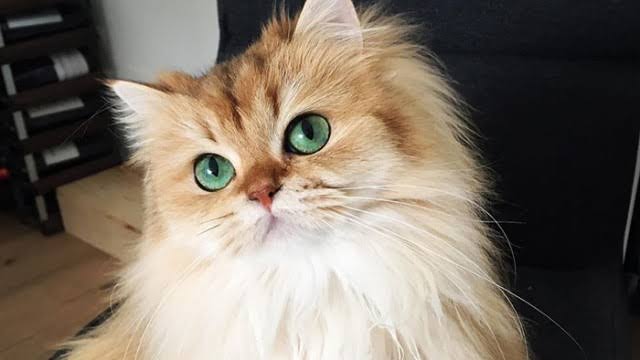 あざとい猫と寝顔ひどい猫を交互になってなくて良いから貼るトピ🐾part2
