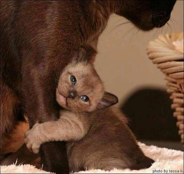 あざとい猫と寝顔ひどい猫を交互になってなくて良いから貼るトピ🐾part2