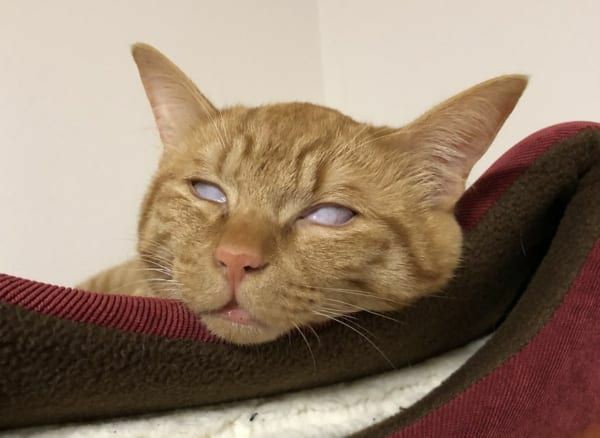 あざとい猫と寝顔ひどい猫を交互になってなくて良いから貼るトピ🐾part2