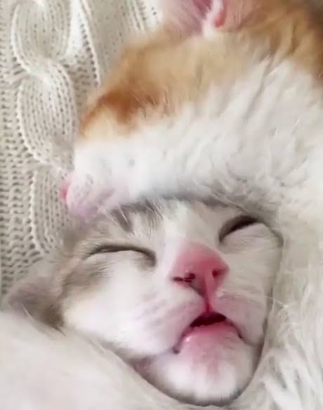 あざとい猫と寝顔ひどい猫を交互になってなくて良いから貼るトピ🐾part2