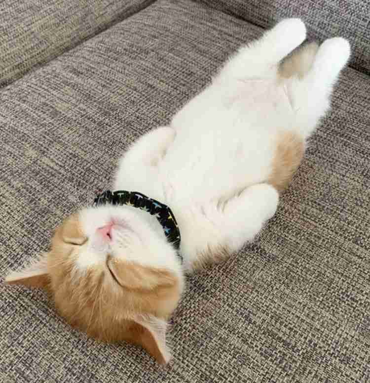 あざとい猫と寝顔ひどい猫を交互になってなくて良いから貼るトピ🐾part2