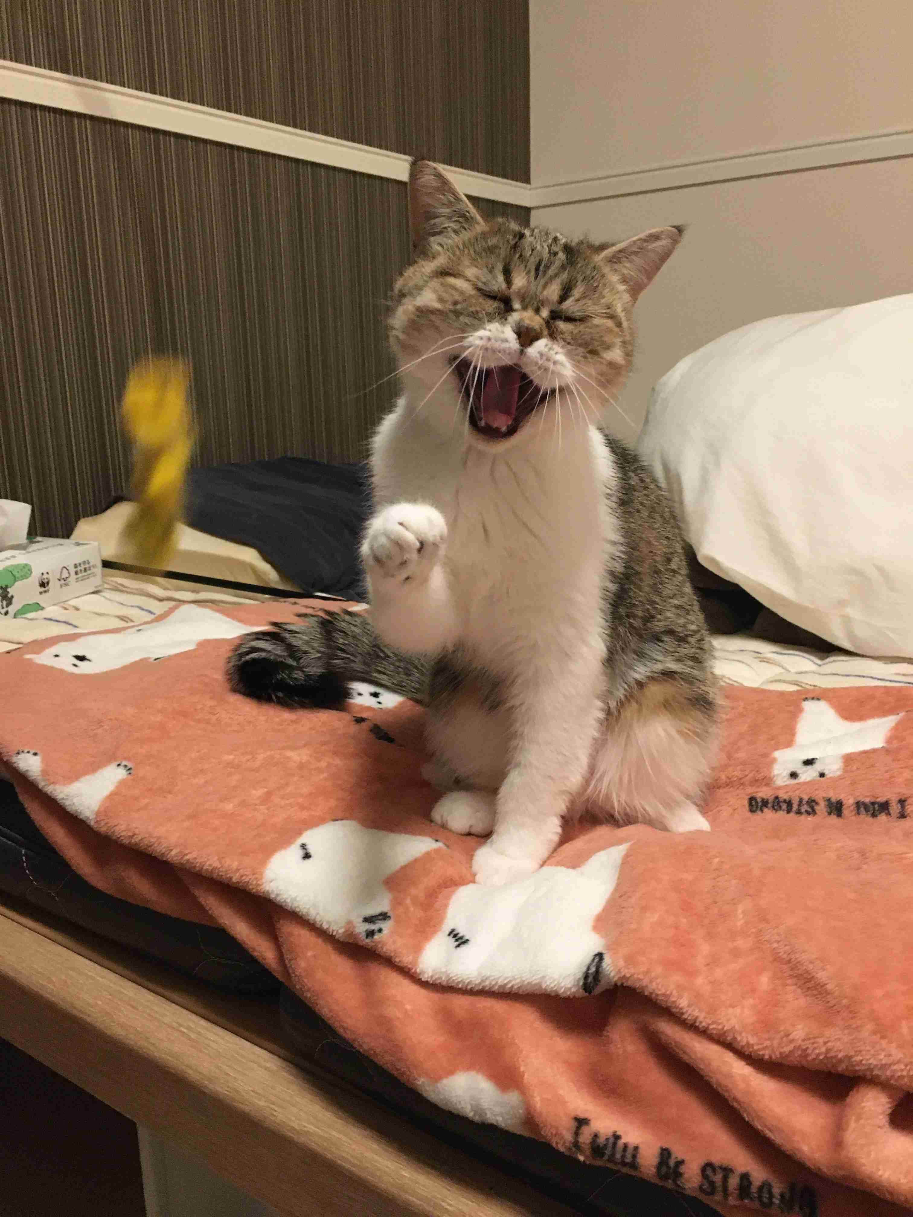 あざとい猫と寝顔ひどい猫を交互になってなくて良いから貼るトピ🐾part2