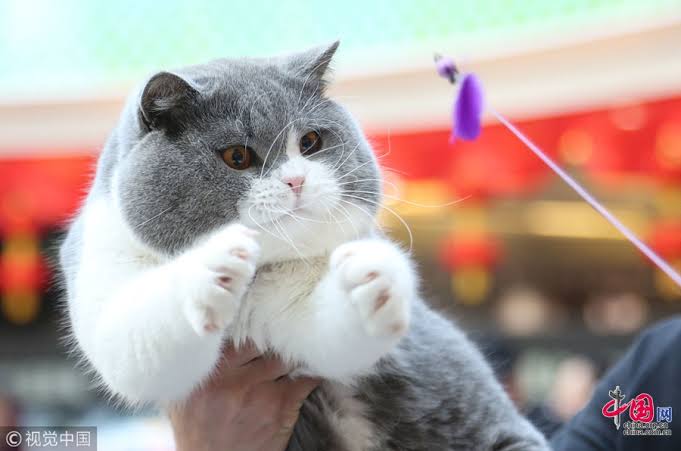 あざとい猫と寝顔ひどい猫を交互になってなくて良いから貼るトピ🐾part2