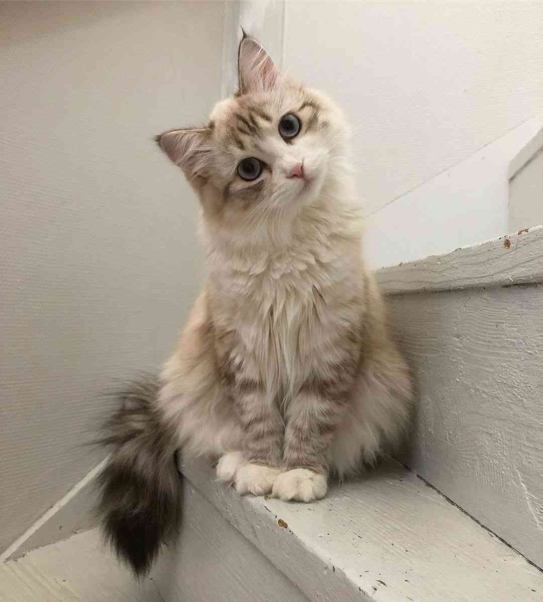 あざとい猫と寝顔ひどい猫を交互になってなくて良いから貼るトピ🐾part2