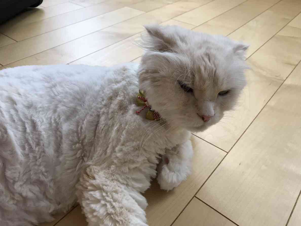 あざとい猫と寝顔ひどい猫を交互になってなくて良いから貼るトピ🐾part2