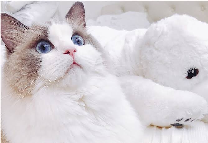 あざとい猫と寝顔ひどい猫を交互になってなくて良いから貼るトピ🐾part2
