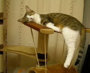 あざとい猫と寝顔ひどい猫を交互になってなくて良いから貼るトピ🐾part2