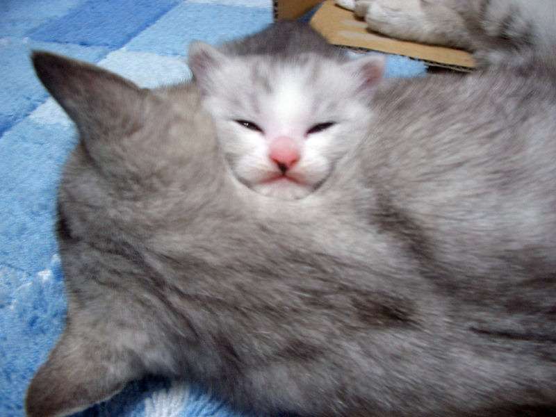 あざとい猫と寝顔ひどい猫を交互になってなくて良いから貼るトピ🐾part2