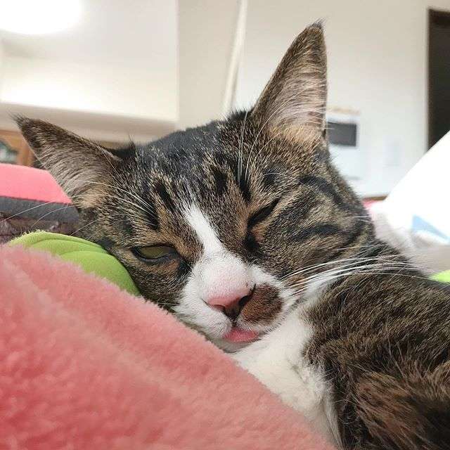 あざとい猫と寝顔ひどい猫を交互になってなくて良いから貼るトピ🐾part2