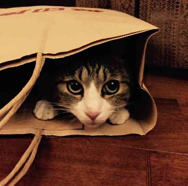あざとい猫と寝顔ひどい猫を交互になってなくて良いから貼るトピ🐾part2