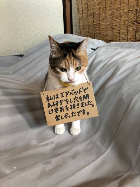 あざとい猫と寝顔ひどい猫を交互になってなくて良いから貼るトピ🐾part2
