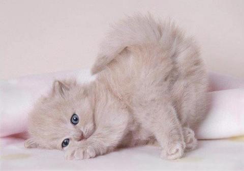 あざとい猫と寝顔ひどい猫を交互になってなくて良いから貼るトピ🐾part2