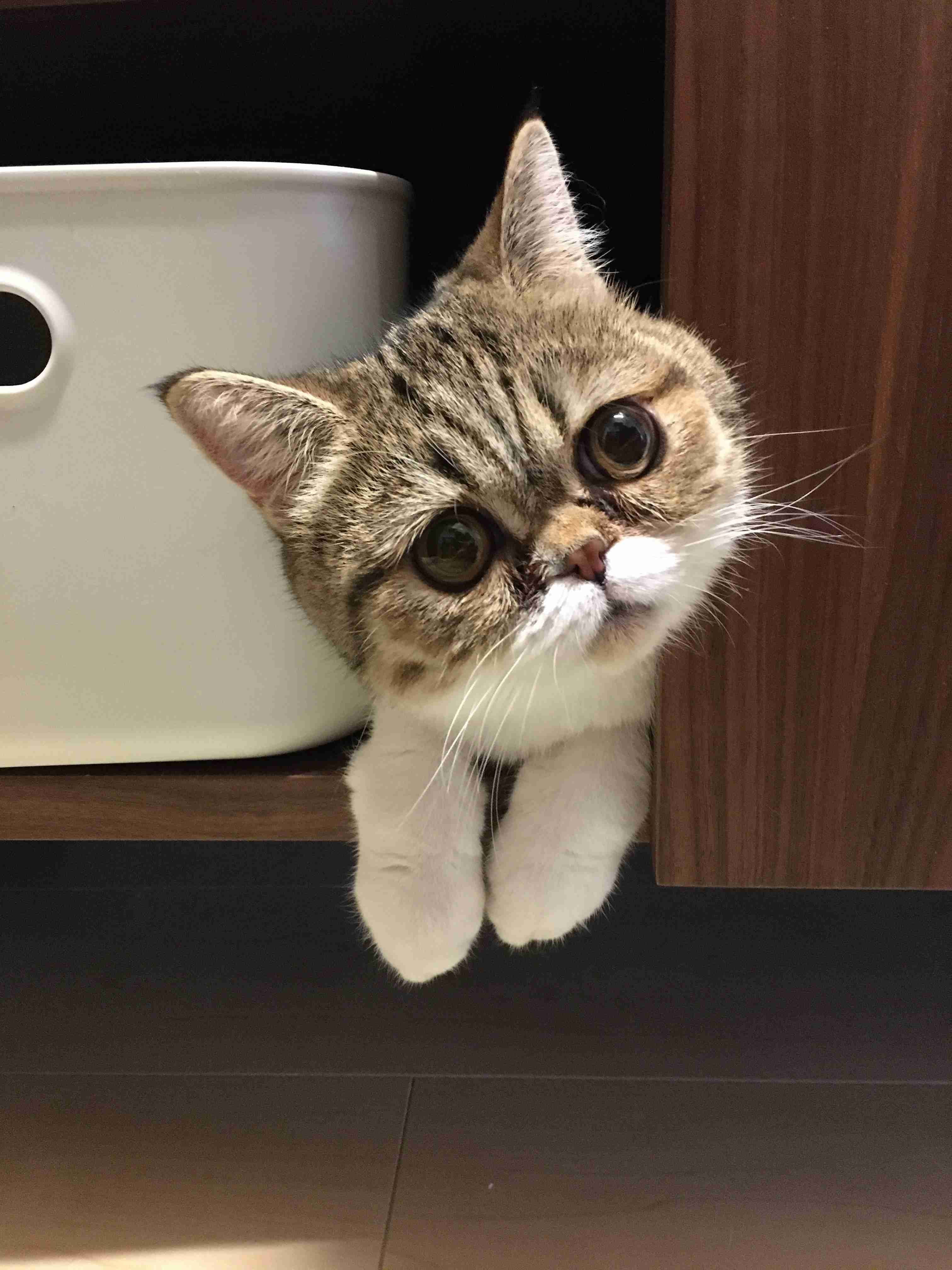 あざとい猫と寝顔ひどい猫を交互になってなくて良いから貼るトピ🐾part2