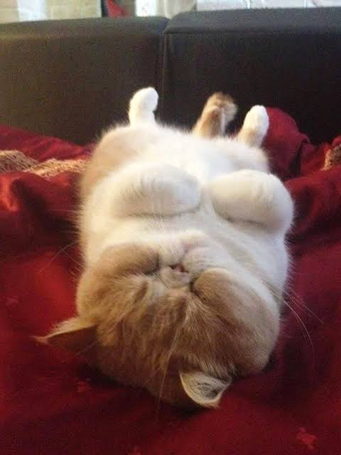 あざとい猫と寝顔ひどい猫を交互になってなくて良いから貼るトピ🐾part2