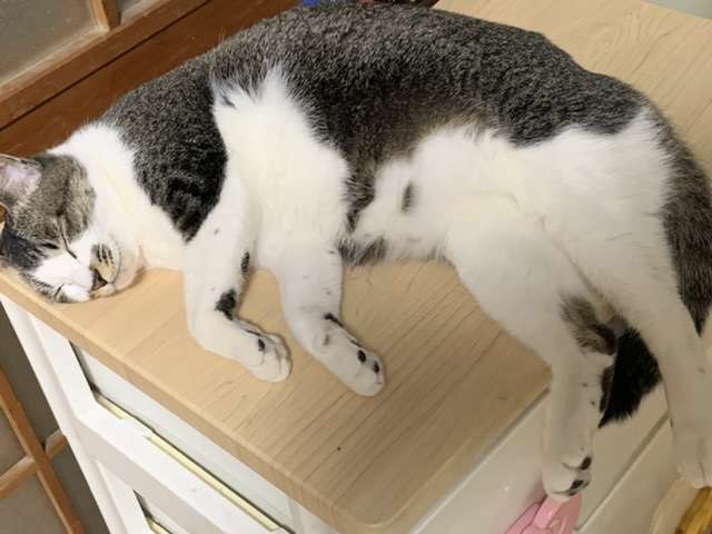 あざとい猫と寝顔ひどい猫を交互になってなくて良いから貼るトピ🐾part2
