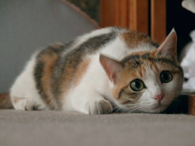 あざとい猫と寝顔ひどい猫を交互になってなくて良いから貼るトピ🐾part2