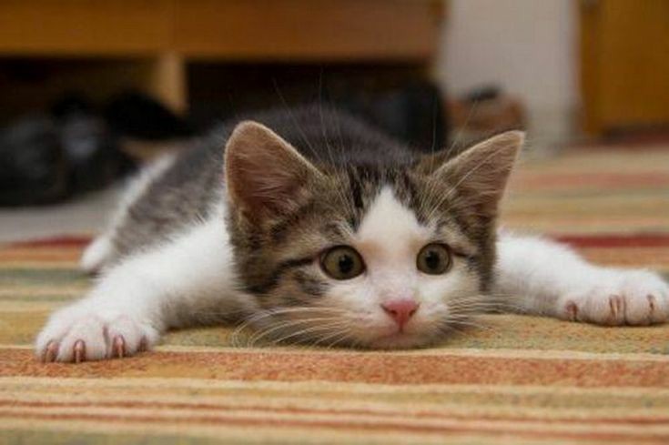あざとい猫と寝顔ひどい猫を交互になってなくて良いから貼るトピ🐾part2