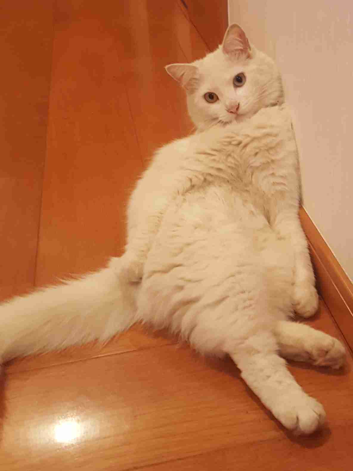 あざとい猫と寝顔ひどい猫を交互になってなくて良いから貼るトピ🐾part2