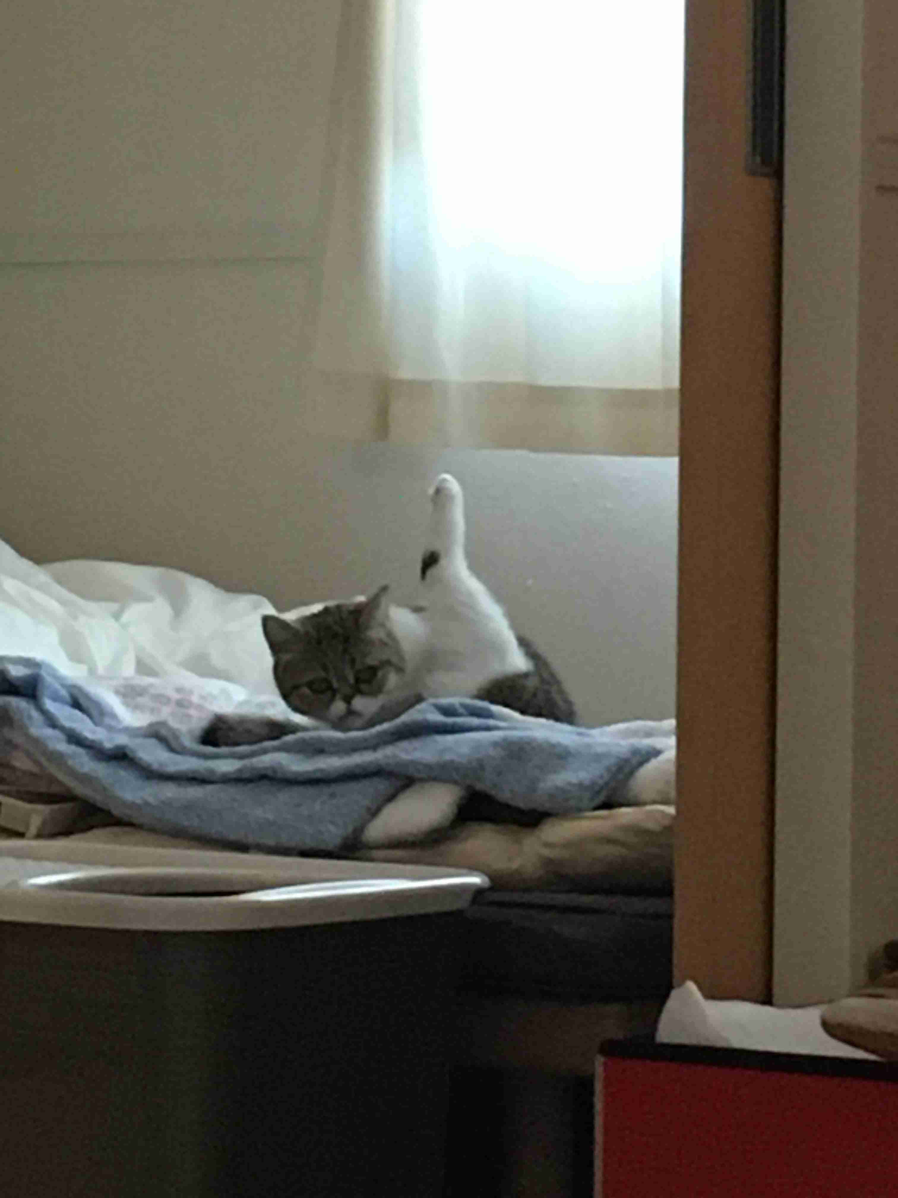あざとい猫と寝顔ひどい猫を交互になってなくて良いから貼るトピ🐾part2