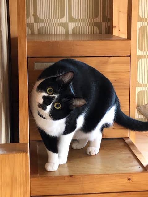 あざとい猫と寝顔ひどい猫を交互になってなくて良いから貼るトピ🐾part2