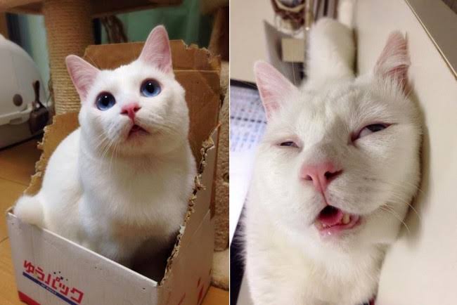 あざとい猫と寝顔ひどい猫を交互になってなくて良いから貼るトピ🐾part2