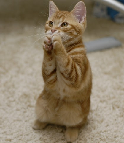 あざとい猫と寝顔ひどい猫を交互になってなくて良いから貼るトピ🐾part2
