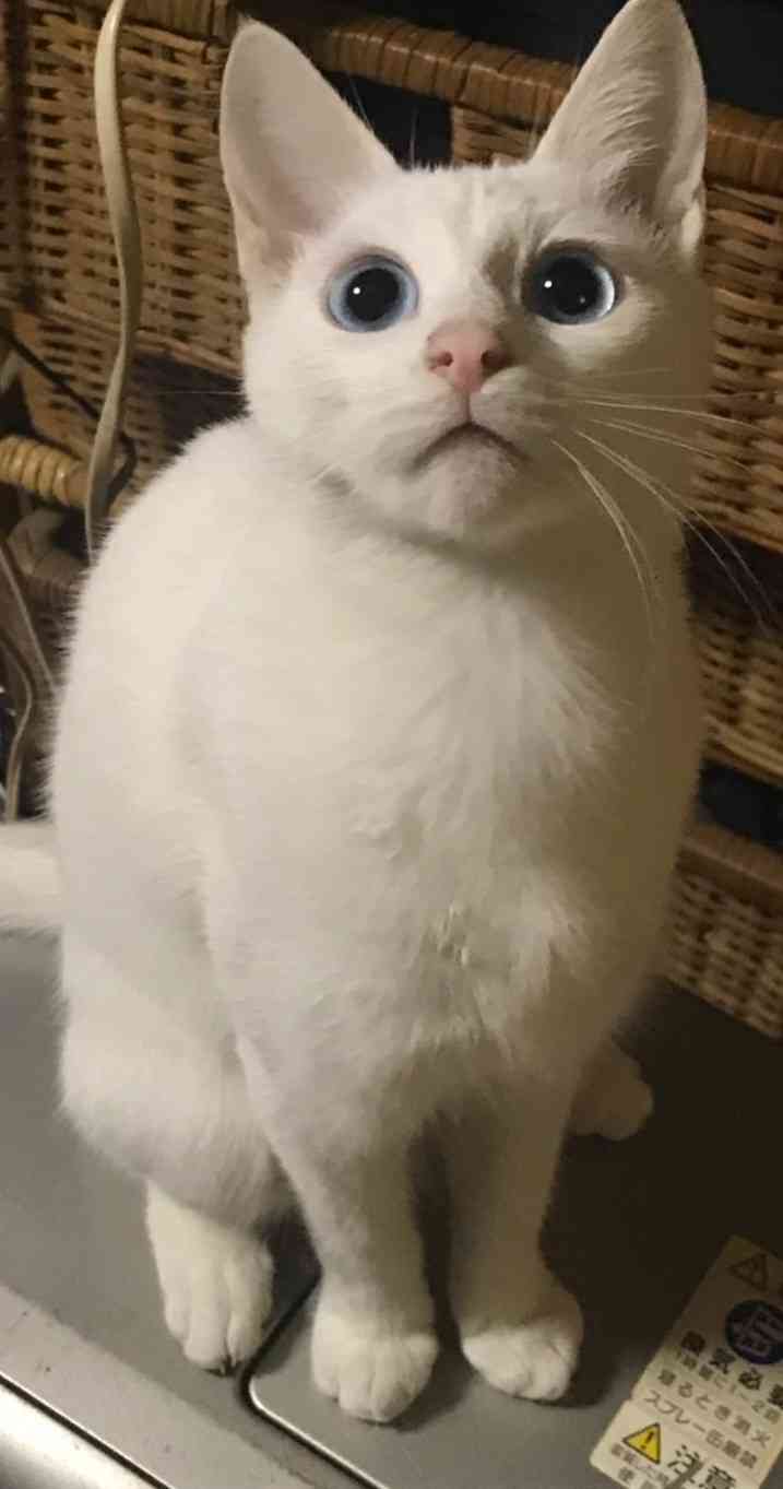 あざとい猫と寝顔ひどい猫を交互になってなくて良いから貼るトピ🐾part2