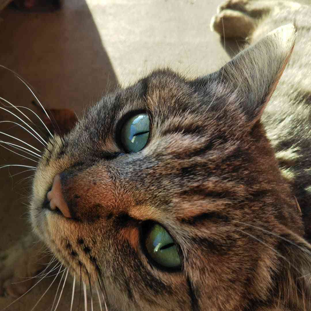 あざとい猫と寝顔ひどい猫を交互になってなくて良いから貼るトピ🐾part2