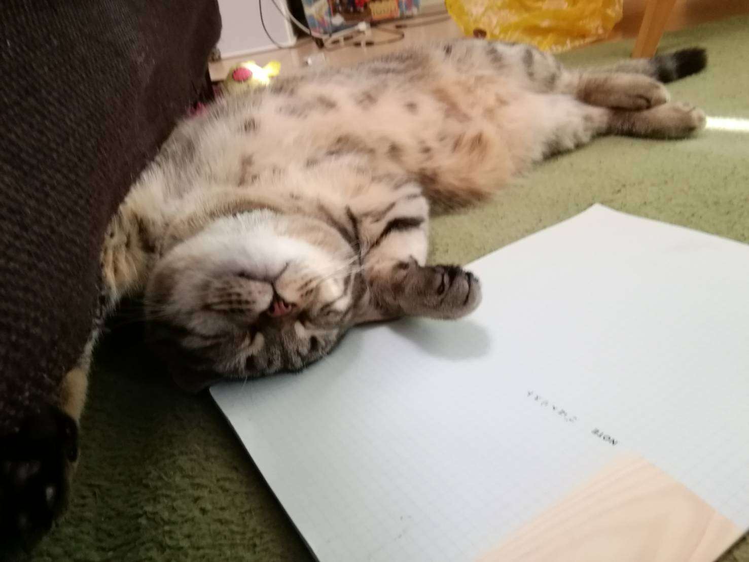 あざとい猫と寝顔ひどい猫を交互になってなくて良いから貼るトピ🐾part2