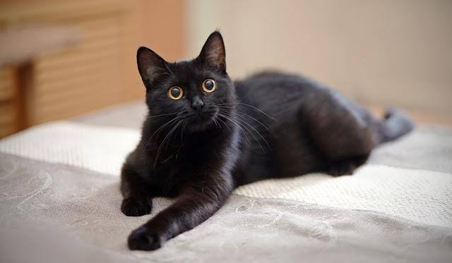 あざとい猫と寝顔ひどい猫を交互になってなくて良いから貼るトピ🐾part2
