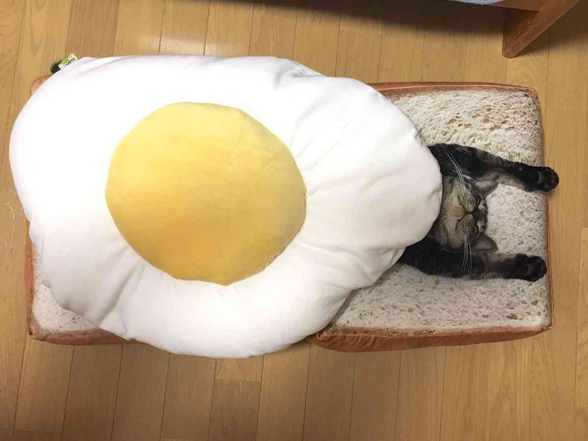 あざとい猫と寝顔ひどい猫を交互になってなくて良いから貼るトピ🐾part2