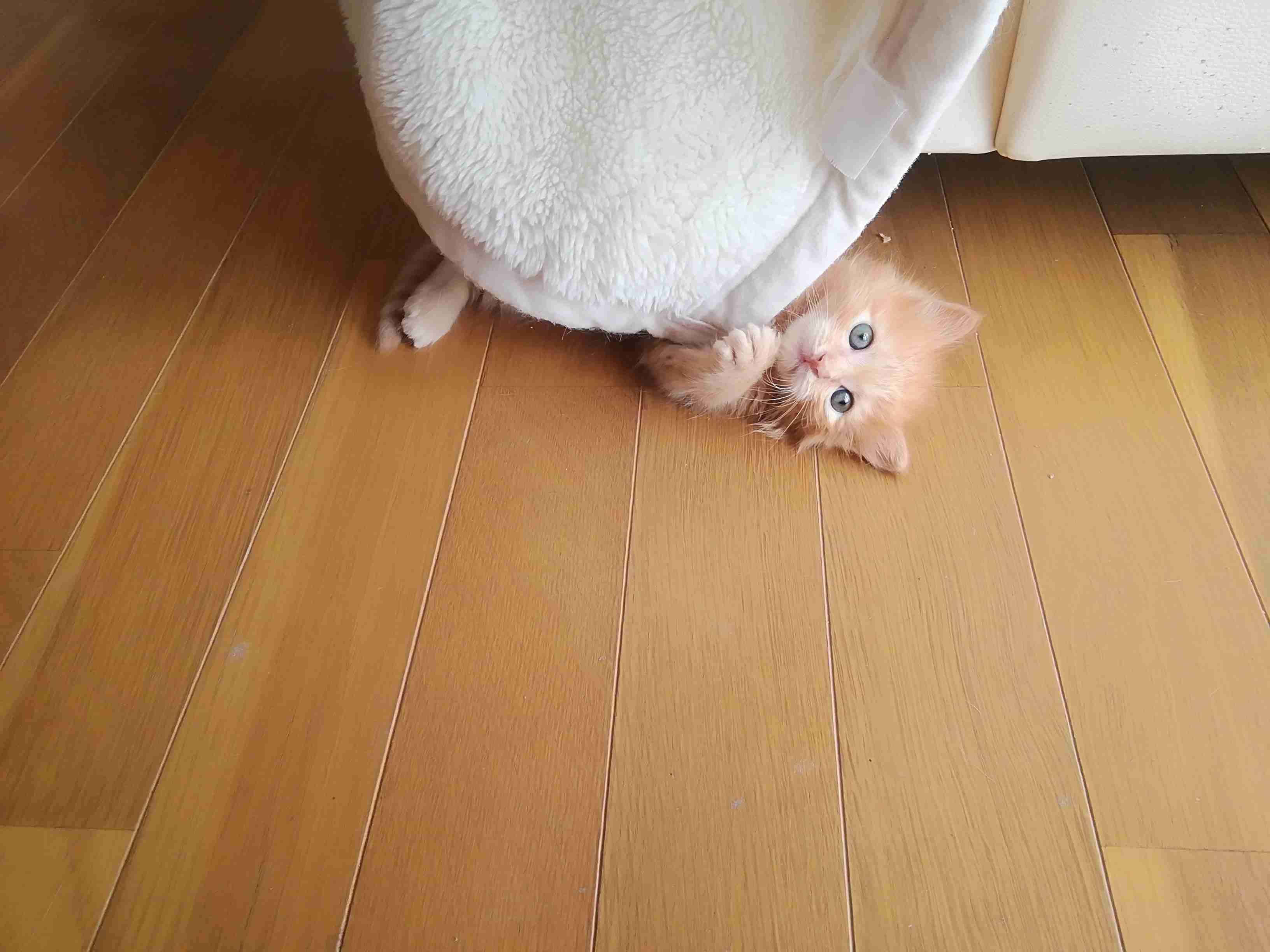 あざとい猫と寝顔ひどい猫を交互になってなくて良いから貼るトピ🐾part2