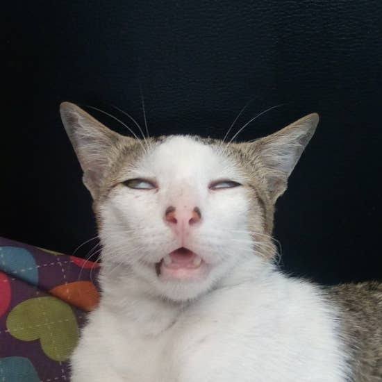あざとい猫と寝顔ひどい猫を交互になってなくて良いから貼るトピ🐾part2