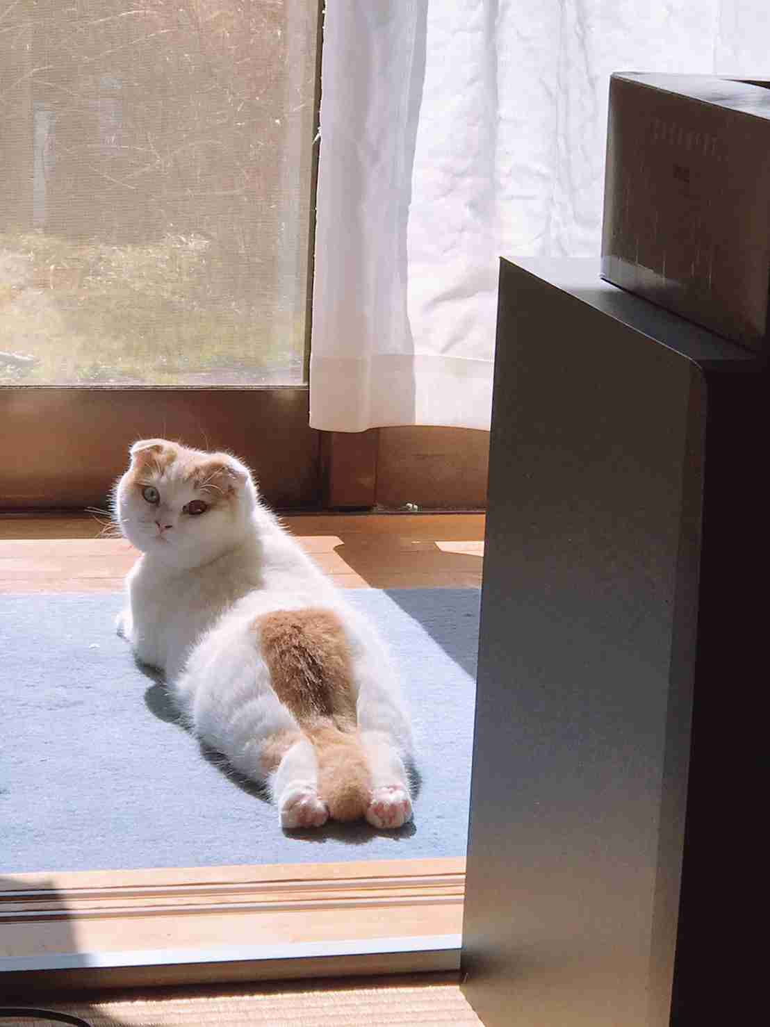 あざとい猫と寝顔ひどい猫を交互になってなくて良いから貼るトピ🐾part2