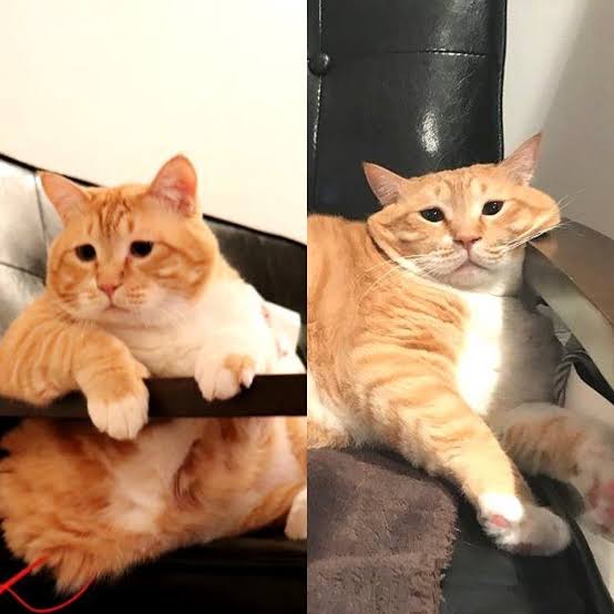あざとい猫と寝顔ひどい猫を交互になってなくて良いから貼るトピ🐾part2