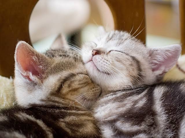あざとい猫と寝顔ひどい猫を交互になってなくて良いから貼るトピ🐾part2